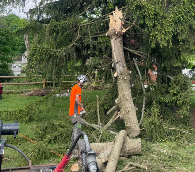 5 Things That Can Damage Tree Roots