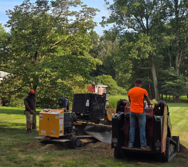 How We Deal With Drought-Stressed Trees in Pittsburgh, PA