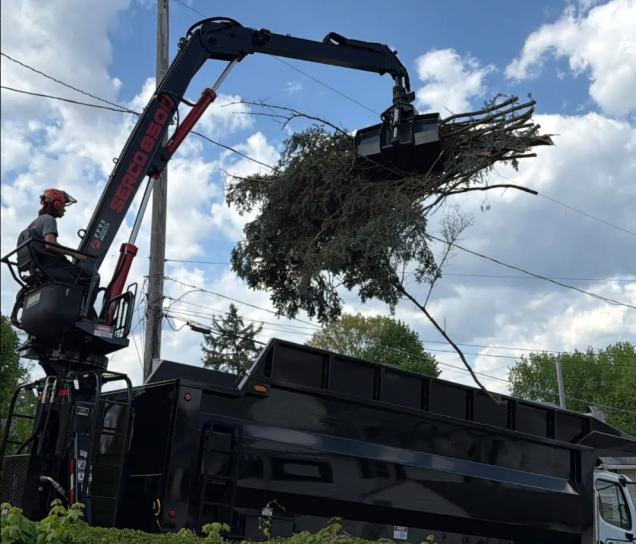 Why We Recommend Removing Some Trees Instead of Trimming Them