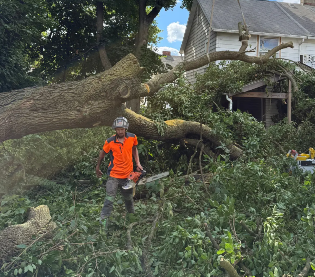 What We Check Before Taking Down a Large Tree