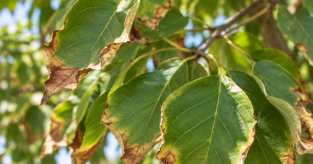 Why Are My Tree’s Leaves Turning Brown at the Edges?