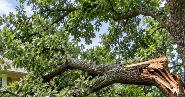Can a Tree Recover After Losing a Large Branch?