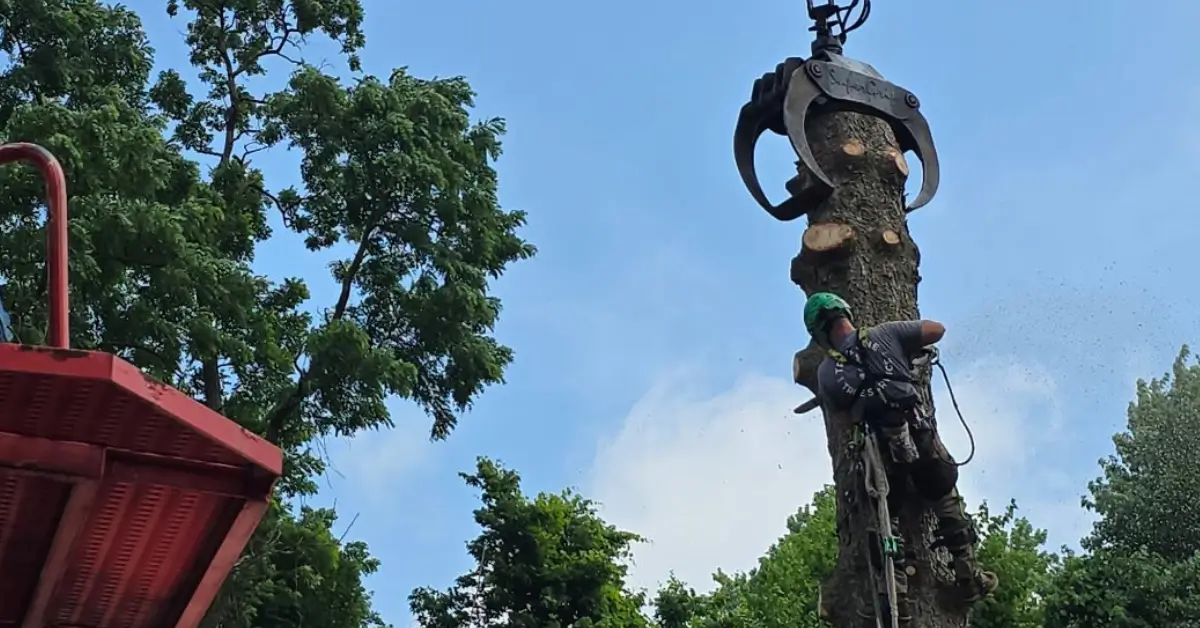 Certified arborist inspecting a hazardous tree on a Pittsburgh residential property