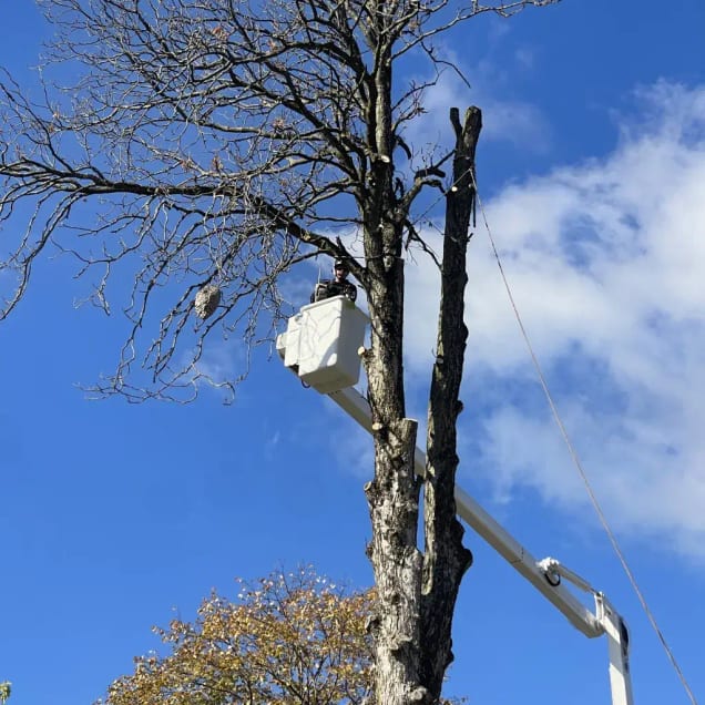 Tree removal, trimming, and emergency tree service in Allison Park PA near residential homes