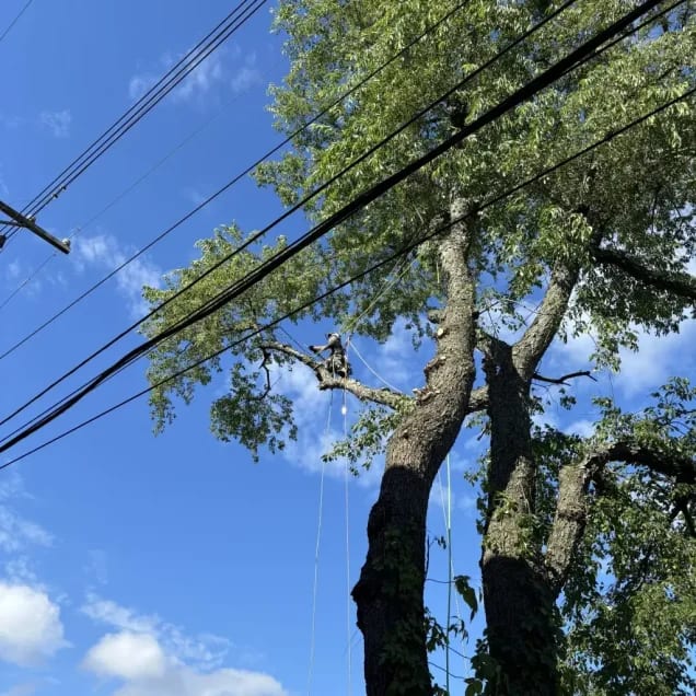 Professional tree services in Allison Park PA including tree removal, pruning, and emergency response
