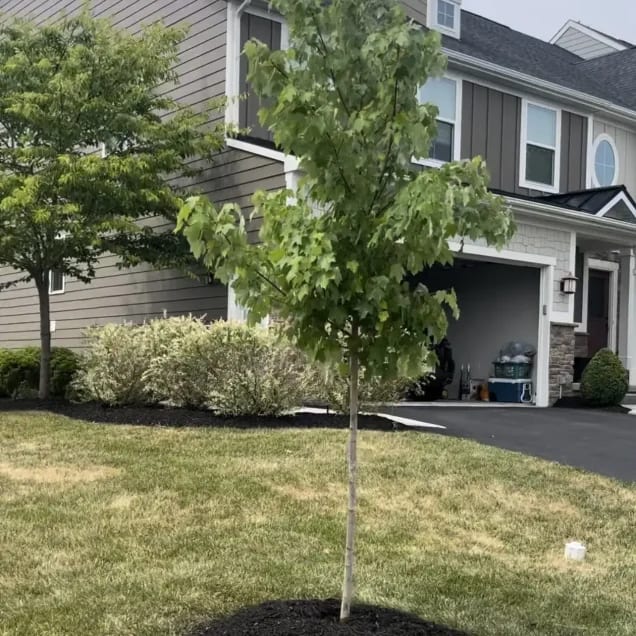 Professional Tree Services in Cranberry 