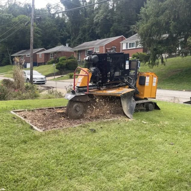 Professional Tree Services in Cranberry