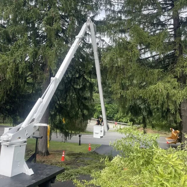Expert Tree Services in Fox Chapel