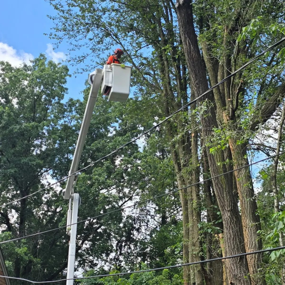 Professional tree cutting service in Pittsburgh, PA with arborists safely removing and trimming trees near homes and properties.