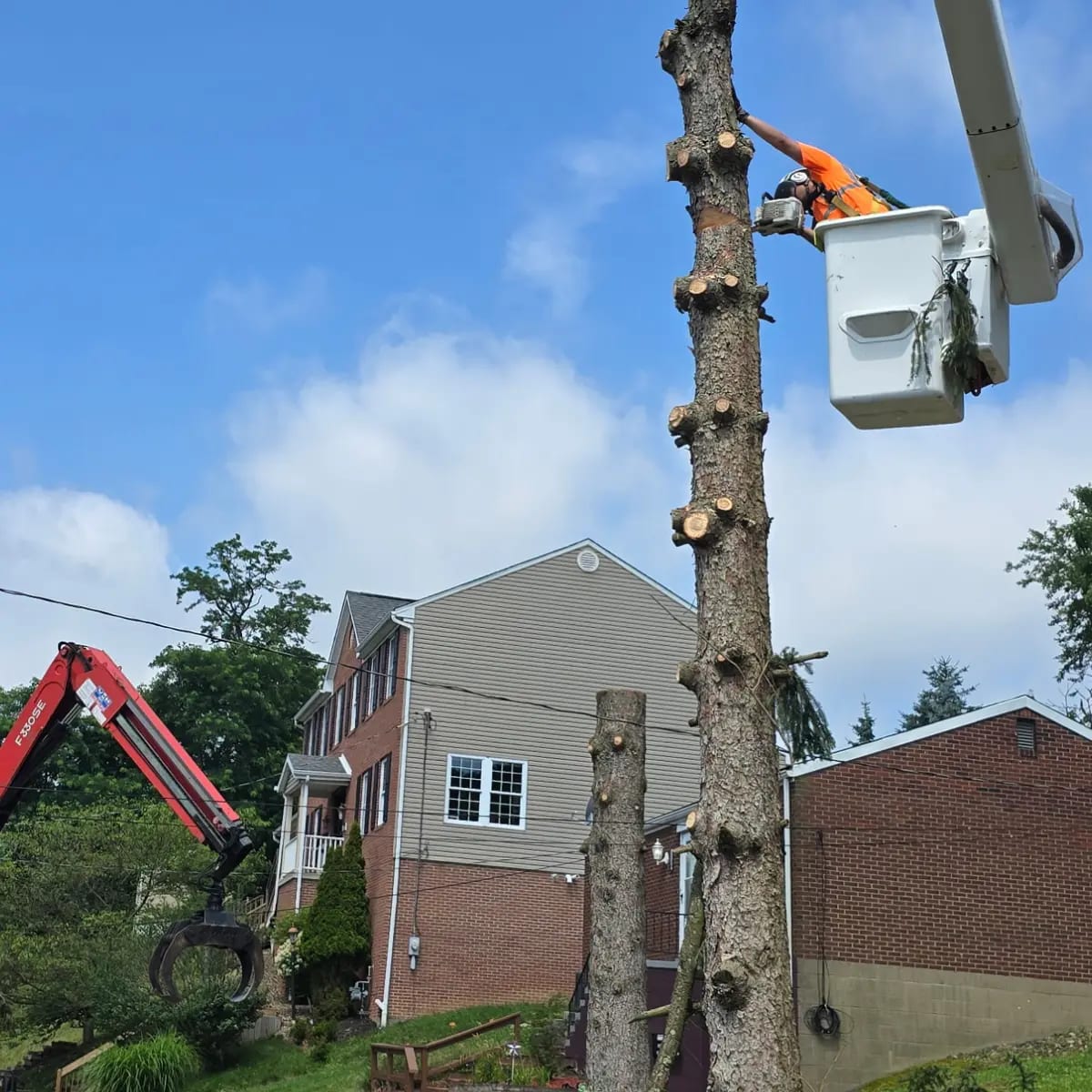 Tree Service in McKeesport, PA