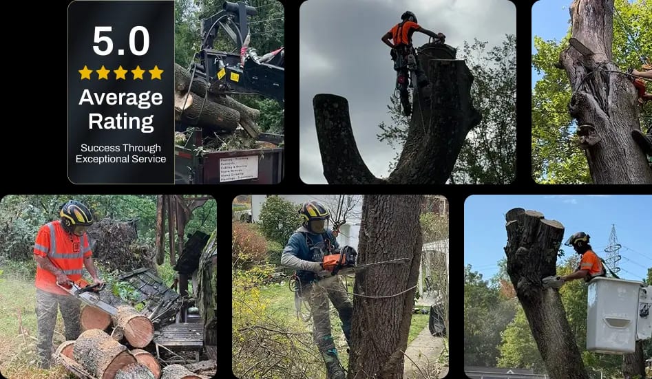About Tripoli Tree Care