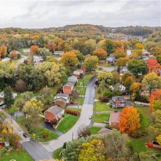Expert Tree Services in Ross Township