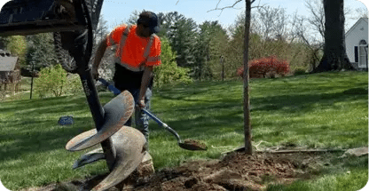 Tree Planting