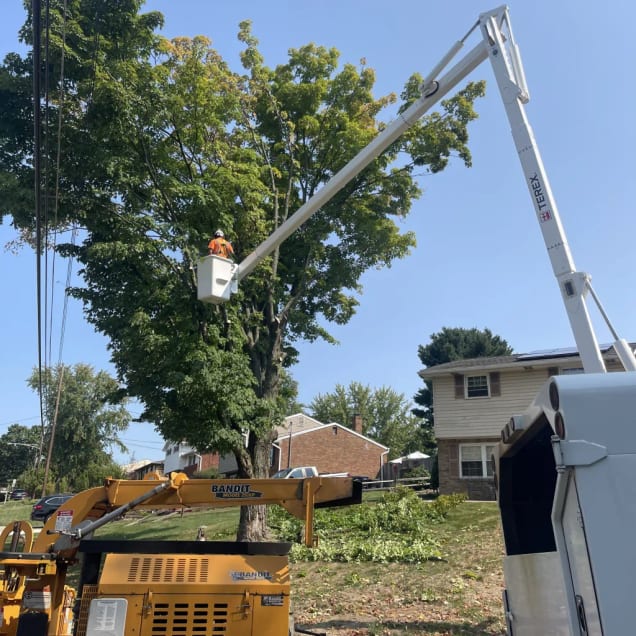 Professional Tree Services in Wexford