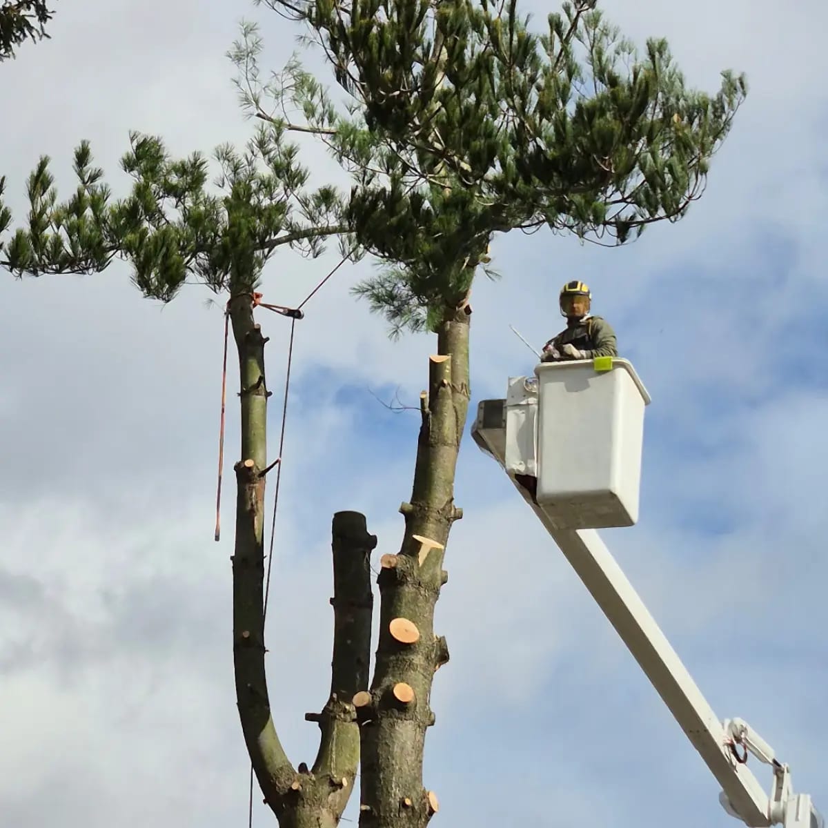 Safe tree trimming near Pittsburgh home with proper equipment