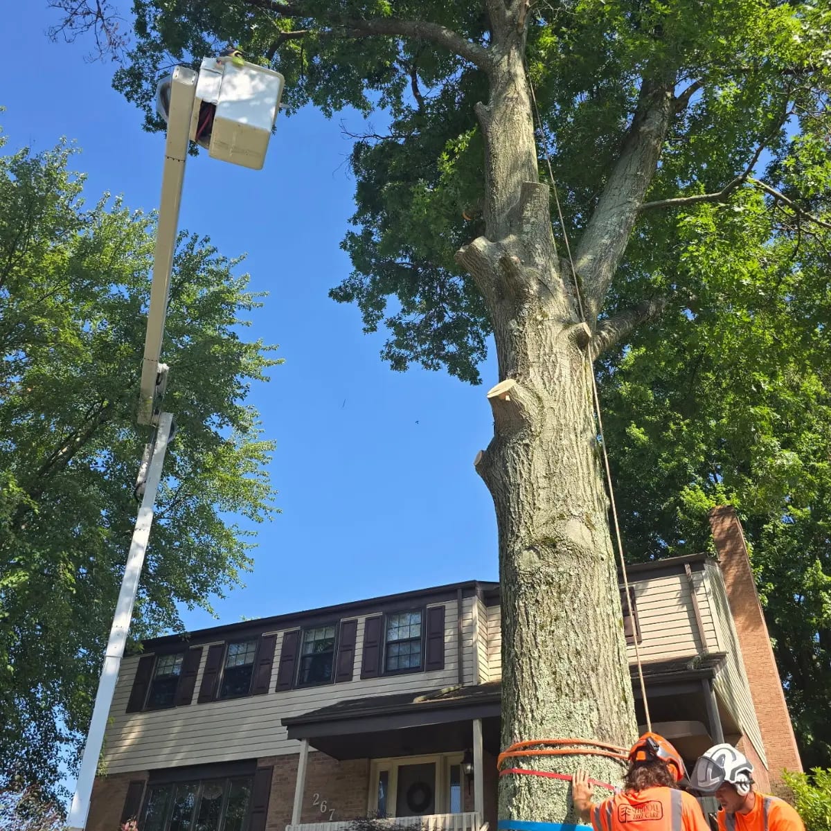 Emergency tree removal and storm cleanup services in Homestead, PA